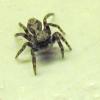 Pseudeuophrys lanigera